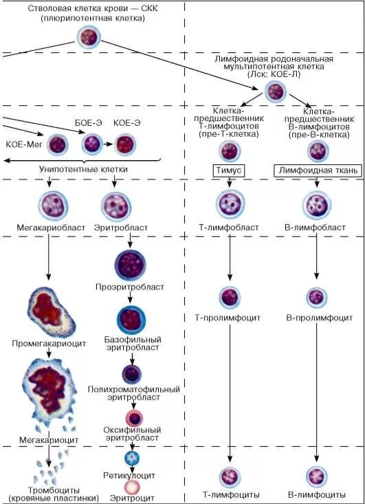 Кровь дифференцировка. Схема кроветворения моноцит. Схема дифференцировки т и в лимфоцитов. Схема образования т и в лимфоцитов. Схема кроветворения стволовая клетка.