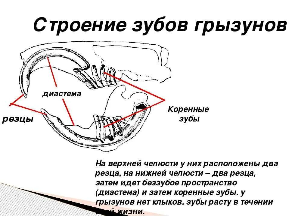 Какие зубы у грызунов. Зубная система грызунов. Строение зубов грызунов. Зубная система грызунов крыса. Строение зубной системы грызунов.