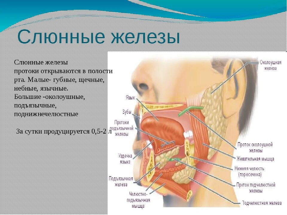 Подчелюстная слюнная железа анатомия. Слюнные железы строение расположение. Проток околоушной железы анатомия. Выводные протоки слюнных желез схема.