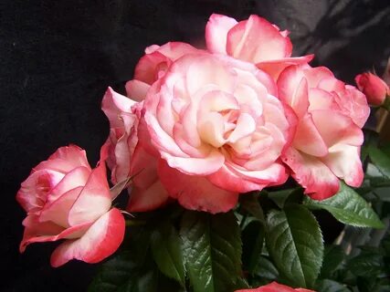 King rose
