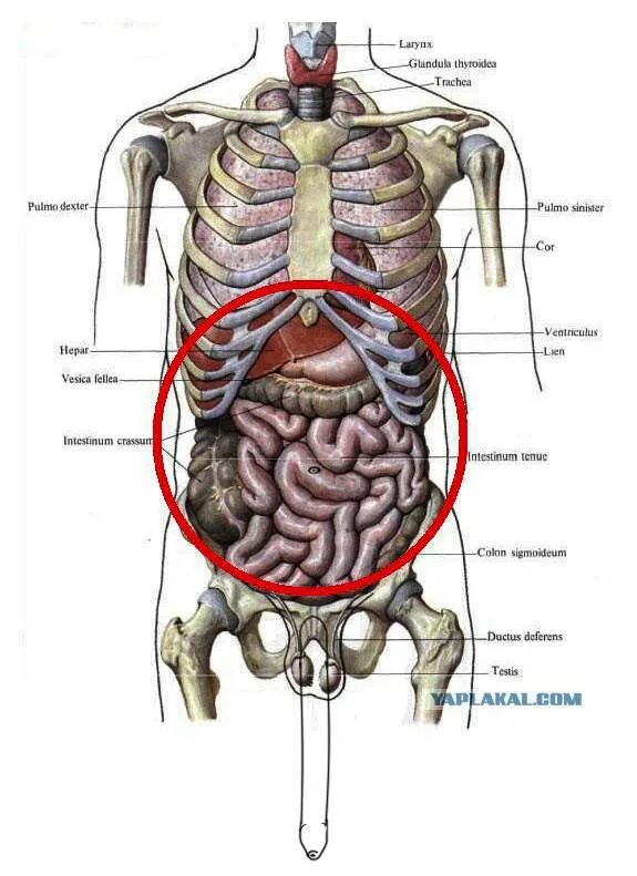 Анатомия человека справа под ребрами спереди. Внутренние органы человека справа сбоку. Строение органов слева спереди. Внутренние органы под левым ребром спереди.