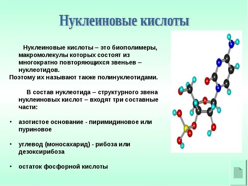 Полимерная цепь нуклеиновая кислота. Обязательный элемент в составе белков и нуклеиновых кислот.. Нуелеиновые кислоты хто. Белки состоят из нуклеиновых кислот. Биополимеры крови