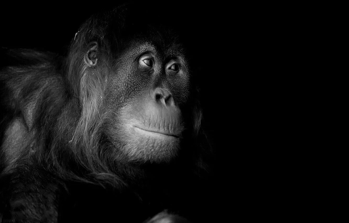 Monkey wallpapers. Портрет обезьяны. Морда обезьяны. Обезьяна на черном фоне. Шимпанзе.