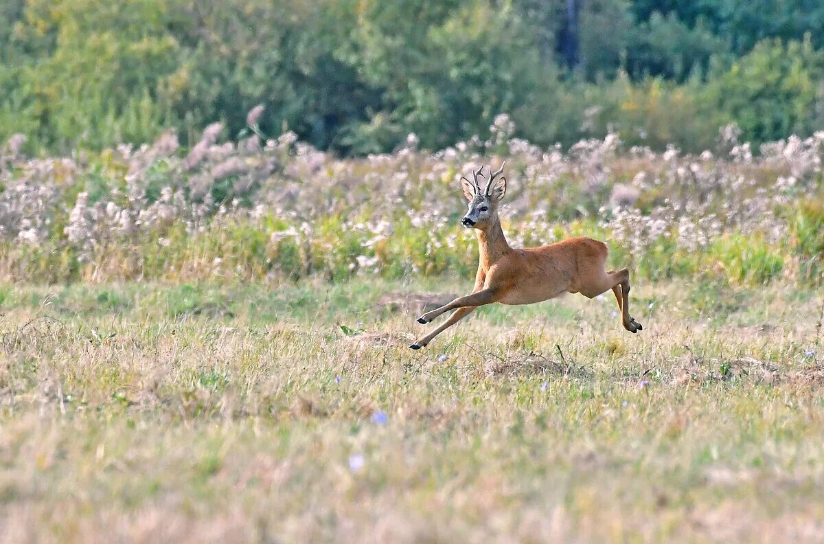 сибирская косуля самец. откуда пришли косули в омскую область. косуля в курганской области. косуля сибирская омск. откуда пришли косули в омскую область.