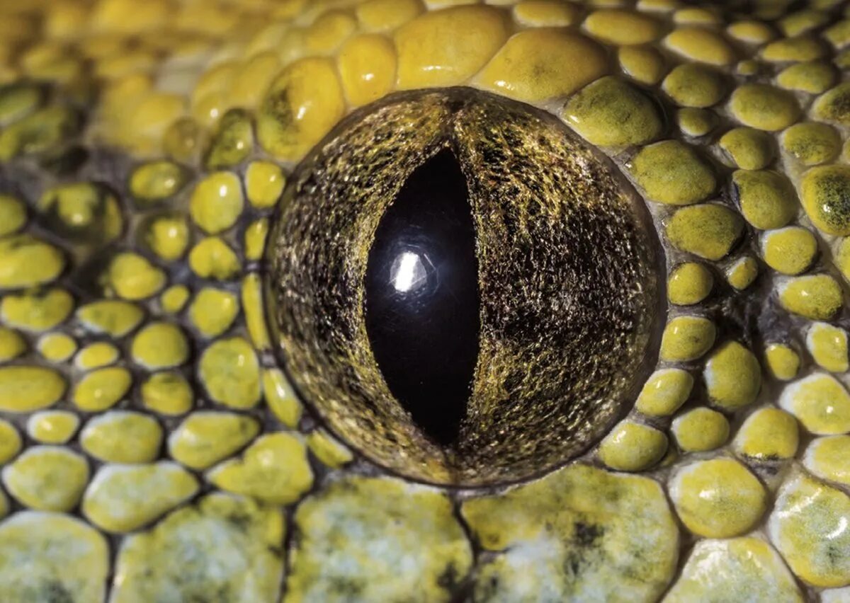 Какой элемент инфраглаза змеи выполняет. Зрачок змеи. Глаза змей. Змеиный зрачок. Глаз ящерицы.