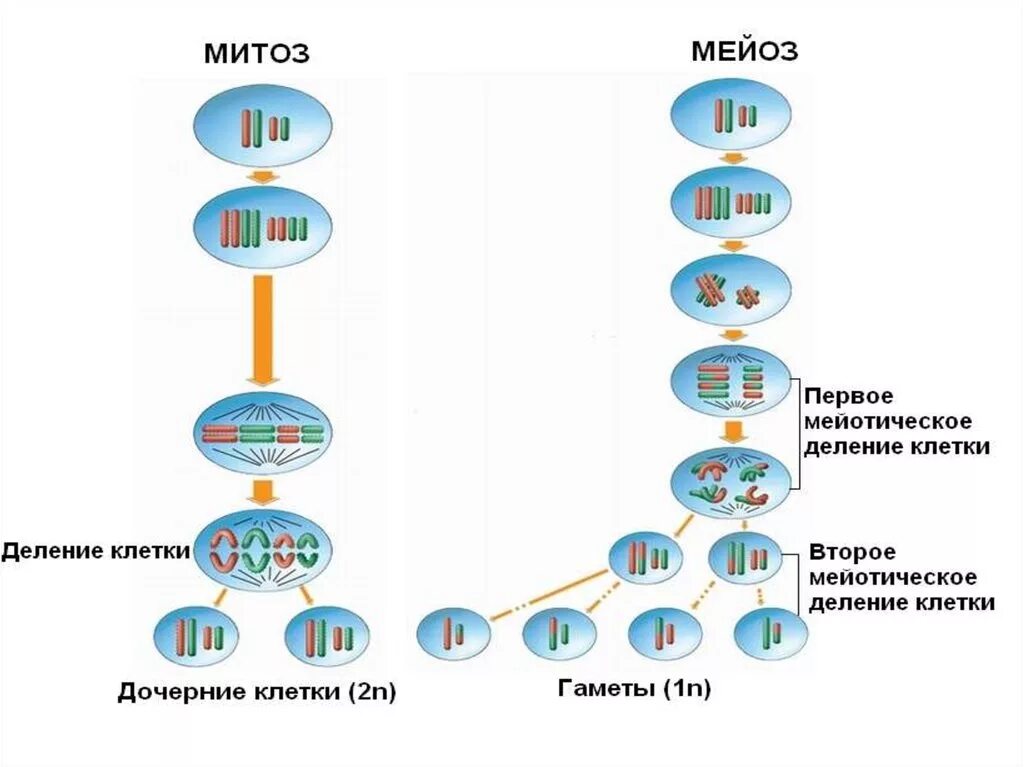 Многократное деление клетки. Процессы деления клеток митоз и мейоз. 1 Деление мейоза набор хромосом. Процесс деления мейоза. Набор клеток мейоз митоз.