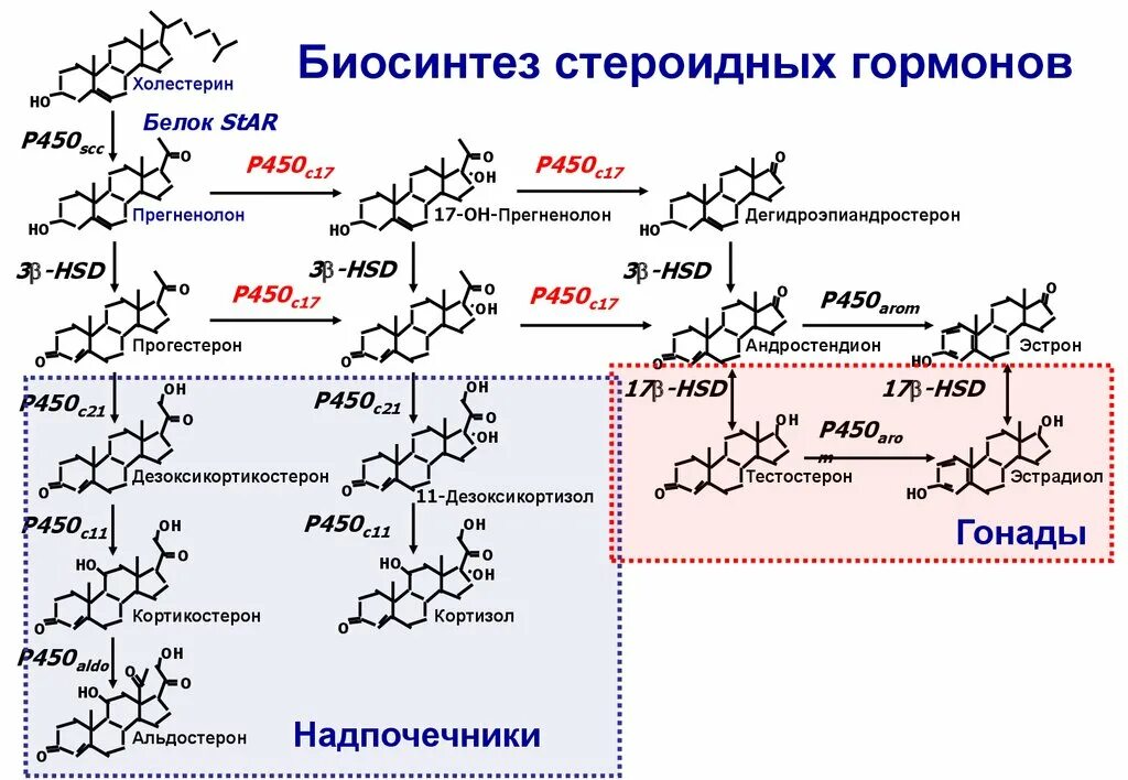 Биосинтез роль ферментов. Биосинтез стероидных гормонов. Схема синтеза стероидных гормонов. Холестерин Синтез стероидных гормонов. Синтез стероидных гормонов из холестерина схема.