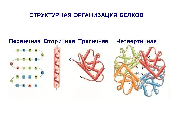 Белки первичная вторичная третичная четвертичная структуры белка. Строение белков первичная вторичная третичная четвертичная. Строение белка первичная вторичная третичная четвертичная структура. Первичная вторичная четвертичная структура белка. В организации белковых