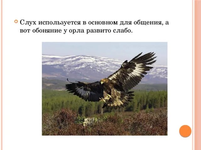 Какое чувство развито у орла. Какое чувство развито у орла