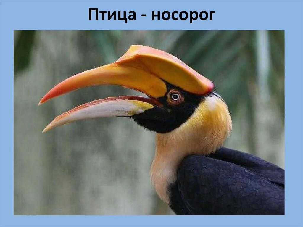 Носорог кроссворд. Птица носорог Африка. Птица носорог синяя. Птица носорог описание. Птица носорог в полете.