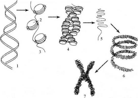 Стадии спирализации хромосом. ДНК хроматин. Нуклеосомное строение хромосомы. Строение хроматина и хромосомы. Эухроматин уровни упаковки ДНК.