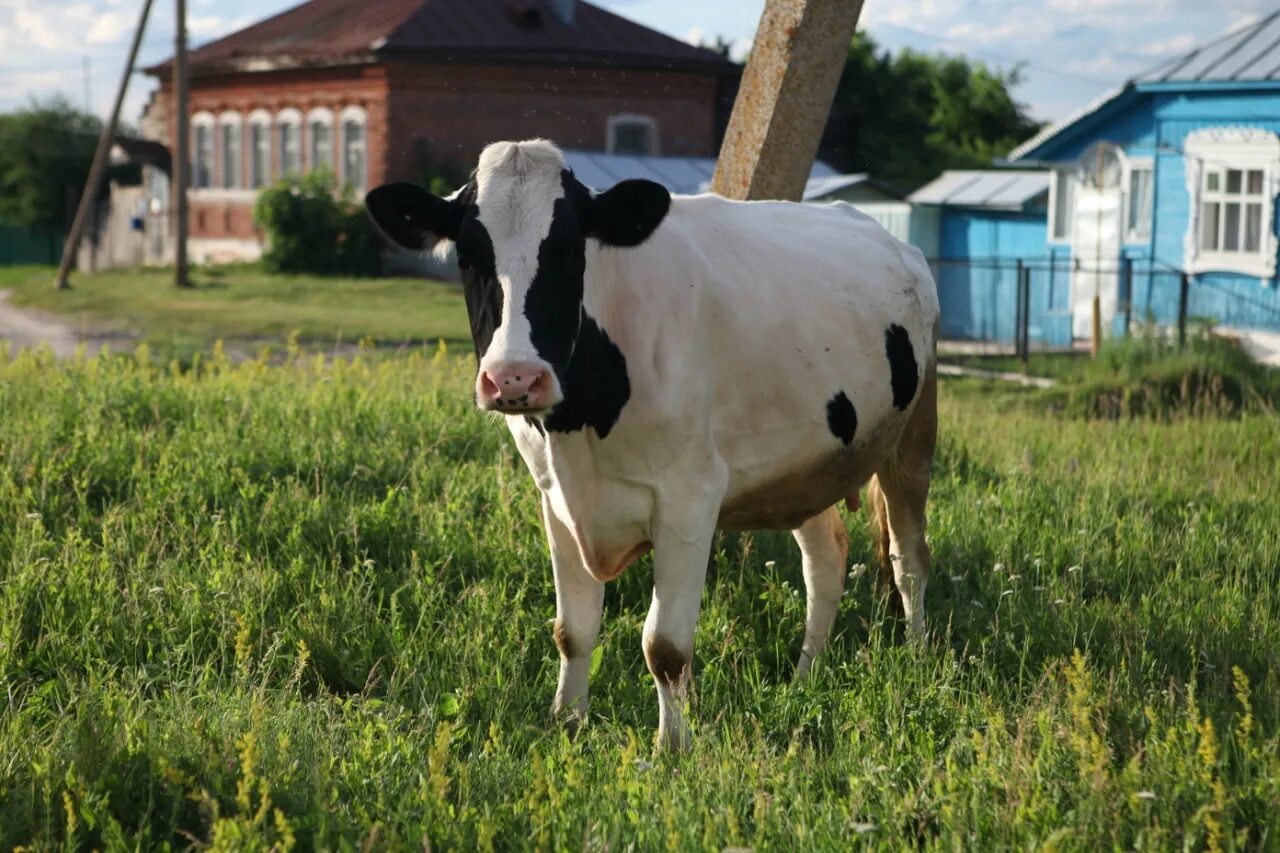 Буренка пермский край. Корова кормилица. Буренка магазин. Добрая буренка. Буренка с дырочками.