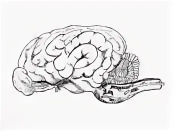 Мозг собаки отделы. Головной мозг млекопитающих. Головной мозг собаки. Головной мозг собаки рисунок. Отделы мозга собаки.
