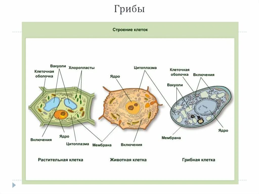 Какие структуры клеток есть. Строение растительной животной и грибной клетки. растительная клетка животная клетка грибная клетка. строение клеток растений животных и бактерий.