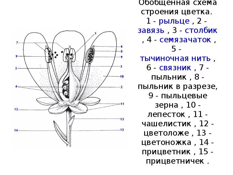 Покрытосеменные растения схема строения. Схема строения цветка покрытосеменных. Строение цветка покрытосеменных растений. Строение завязи цветка.