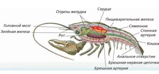 Пищевод креветки. Брюшная нервная цепочка у ракообразных. Креветка строение тела пищеварительная система. Внутреннее строение креветки. Внутренне строение ракообразных.