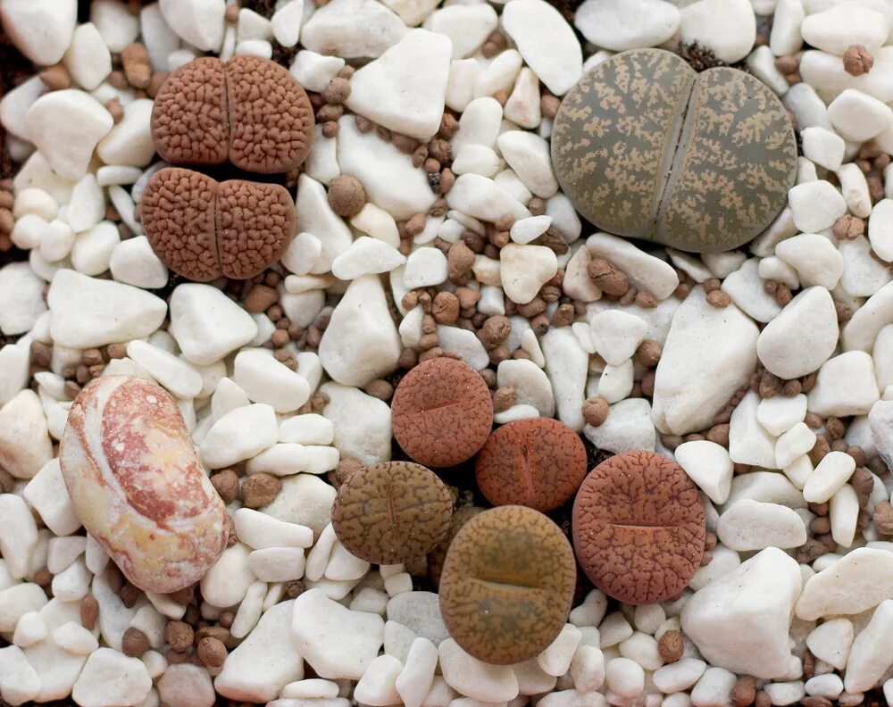 Где живут камни. Литопсы. Литопсы живые камни. Живой камень, Литопс (Lithops species). Камешки для цветов.