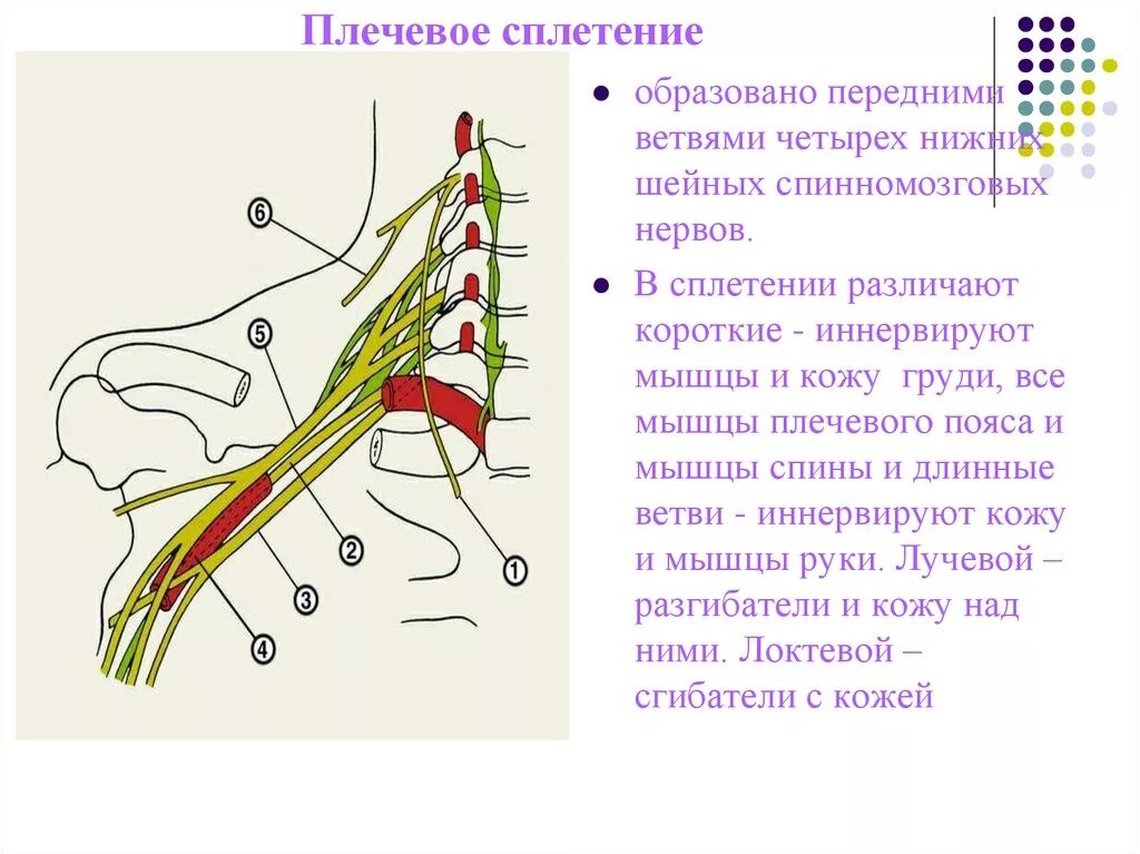 Ветви плечевого сплетения иннервируют. Плечевое сплетение образуют ветви спинномозговых нервов. Длинные ветви плечевого сплетения спинномозговых нервов. Нервы плечевого сплетения спинномозговых нервов.