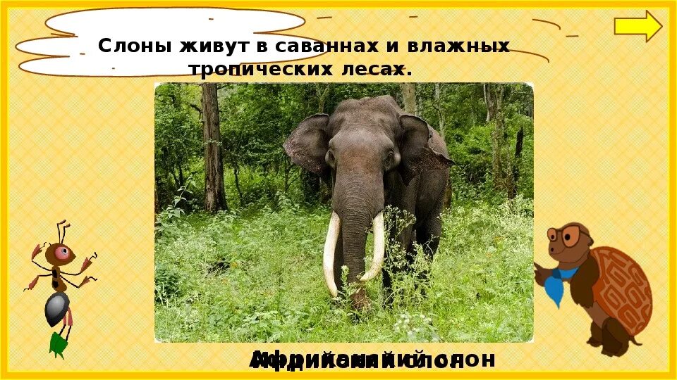 окружающий мир где живут слоны рабочая тетрадь. окружающий мир где живут слоны рабочая тетрадь. животные живущие в саванне и в тропическом лесу. где живут сёмы. где живут слоны задание.