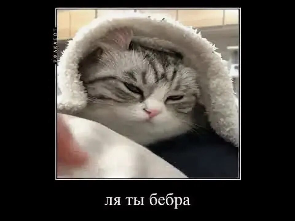 Бебру каждый день. Ты бебра. фото ты бебра. бебра мем. нюхай бебру мем.