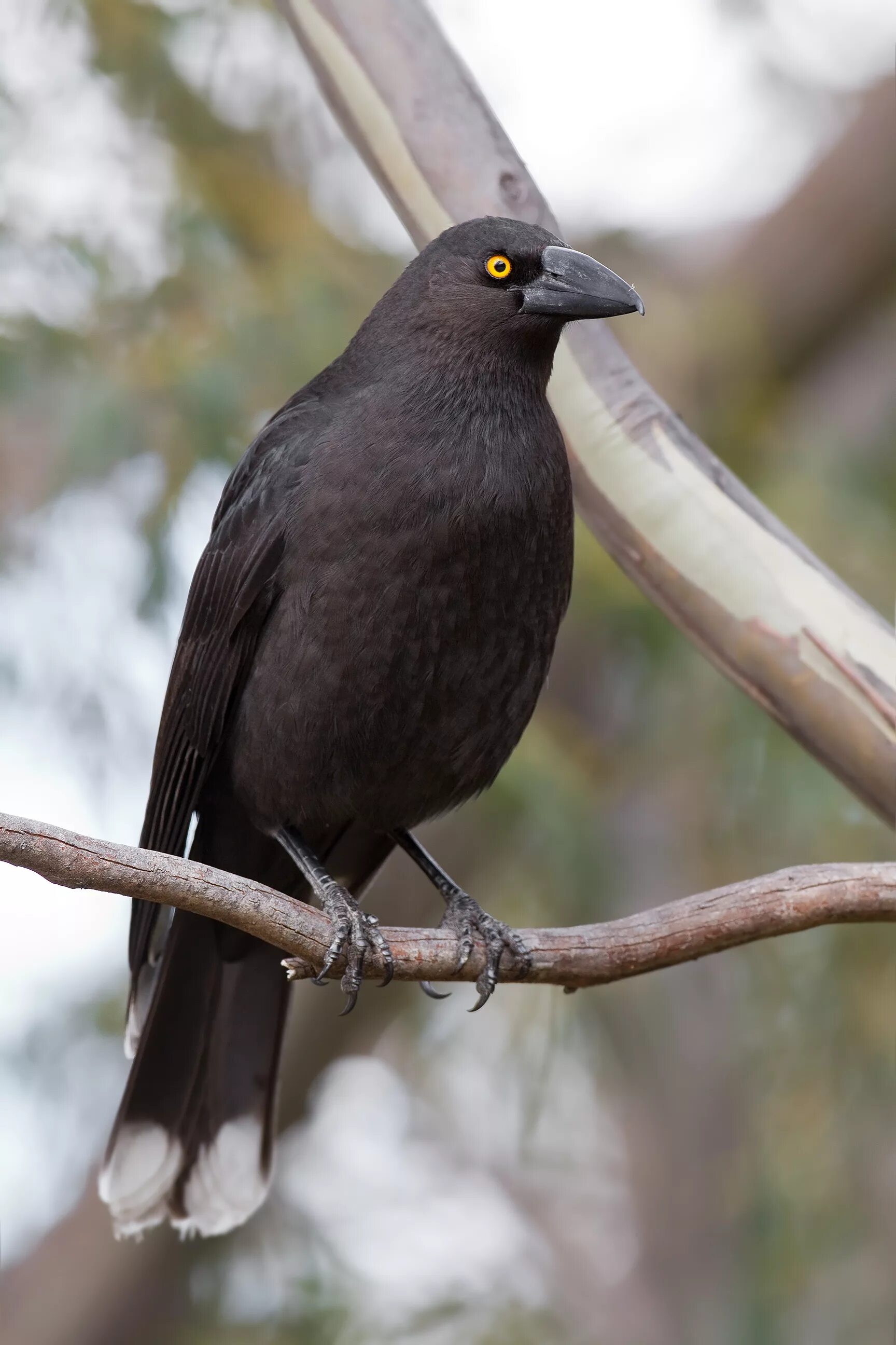 Виды темных птиц. Пестрохвостая ворона-флейтист. Черноклювый Дрозд. Австралийская сорока. Чёрная ворона-флейтист.
