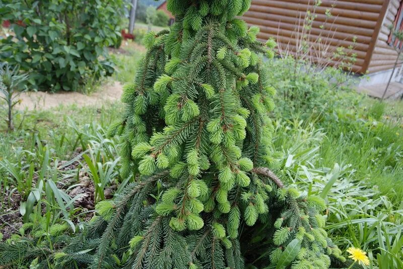 сорта ели с темной хвоей. ели рене. ели рене. ель аркона. декарт я мыслю следовательно я существую.