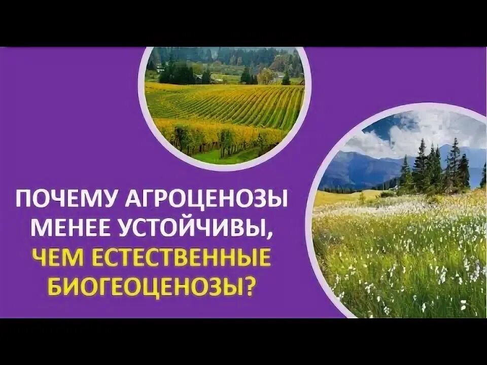 Почему в полевых агроценозах не рекомендуется