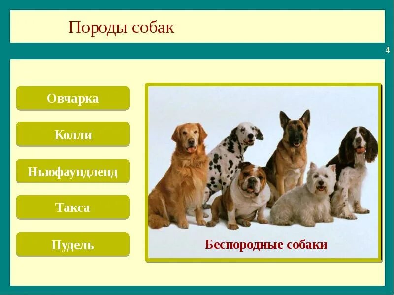 Про кошек и собак презентация окружающий. Породы кошек и собак. Породы кошек и собак окружающий мир. Породы кошек и собак презентация. Порода собак кошка собака.