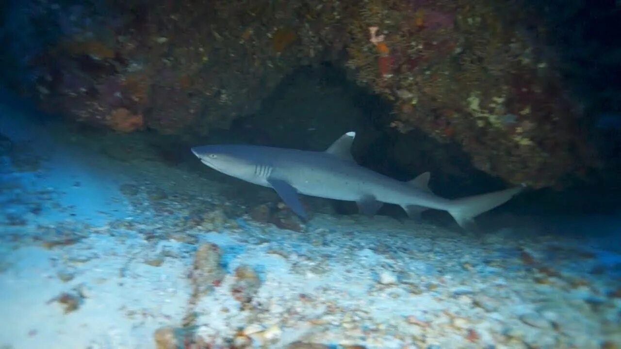 Есть ли в шарме акулы. Шарм-Эль-Шейх рыба Барракуда. Shark Reef Шарм Эль Шейх. Барракуда в Египте. Рыба Барракуда в Египте Шарм-Эль-Шейх.