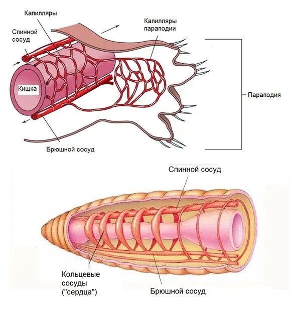 Строение сердца дождевого червя. Строение кровеносной системы дождевого червя. Дождевые черви-строение и сердце. Кровеносная система дождевого червя сердце. Кровообращение червей