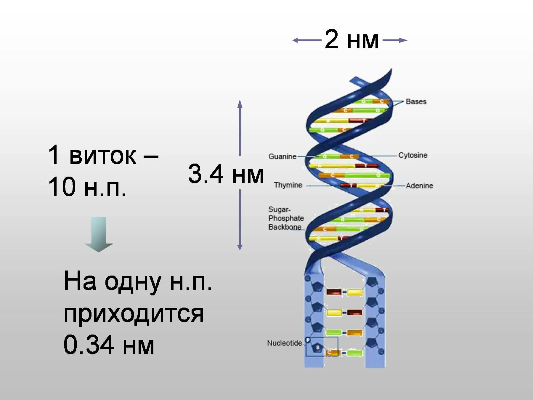 Одно из составляющих днк. Строение спирали ДНК. Строение молекулы ДНК. Размеры ДНК. Виток ДНК.