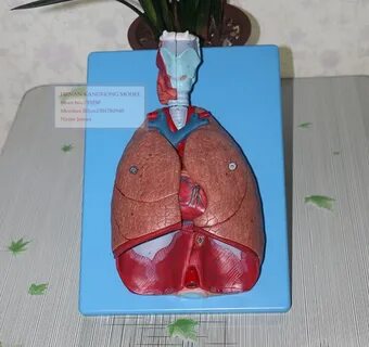 Сделать модель легких
