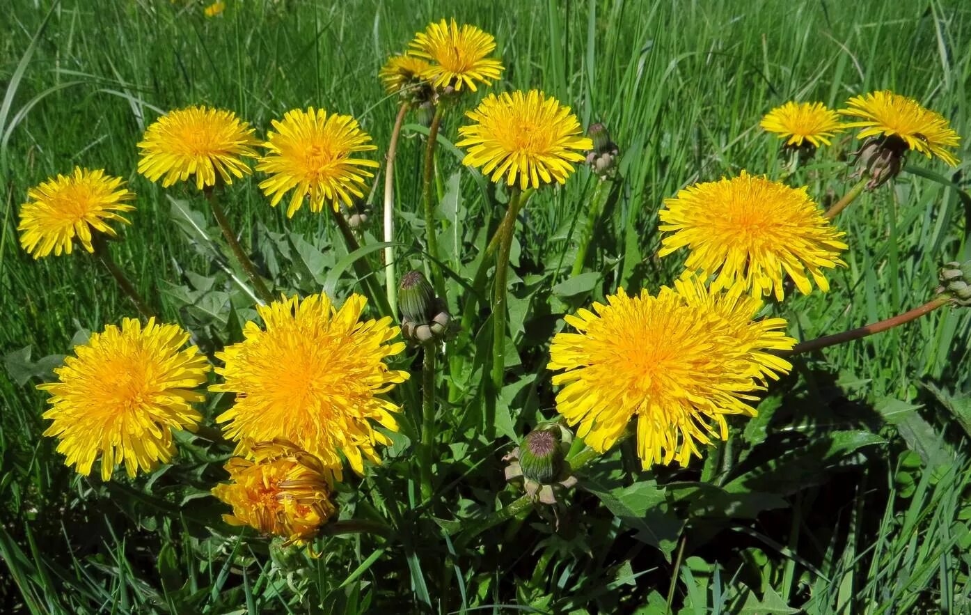 Одуванчик лекарственный – Taraxacum officinale. Taráxacum officinále - одуванчик обыкновенный[. Одуванчика (Taraxacum SP.),. Taraxacum officinale f.h.Wigg. – Одуванчик лекарственный. Цветы одуванчика лечебные свойства и противопоказания