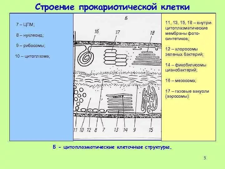 Нуклеоид строение. Нуклеоид бактерий строение. Нуклеоид особенности строения. Функции нуклеоида бактерий. Цитоплазматическая мембрана мезосомы