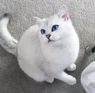 Ник коте