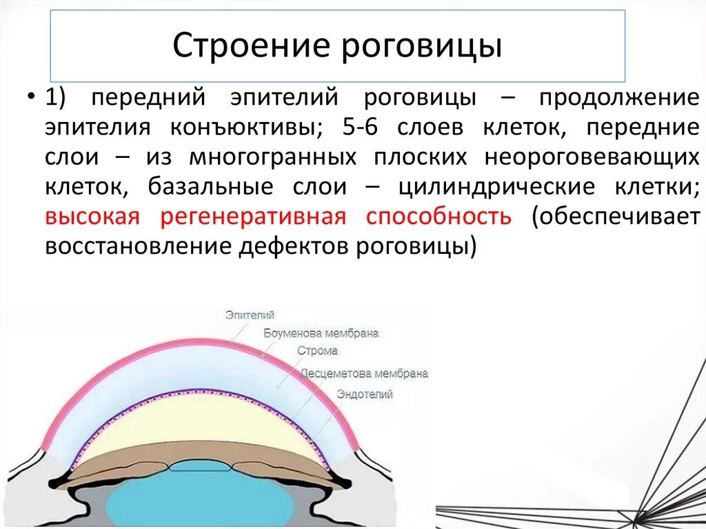 Послойное строение роговицы. Строение роговой оболочки. Строение стромы роговицы. Схема строения роговицы. Роговица образована