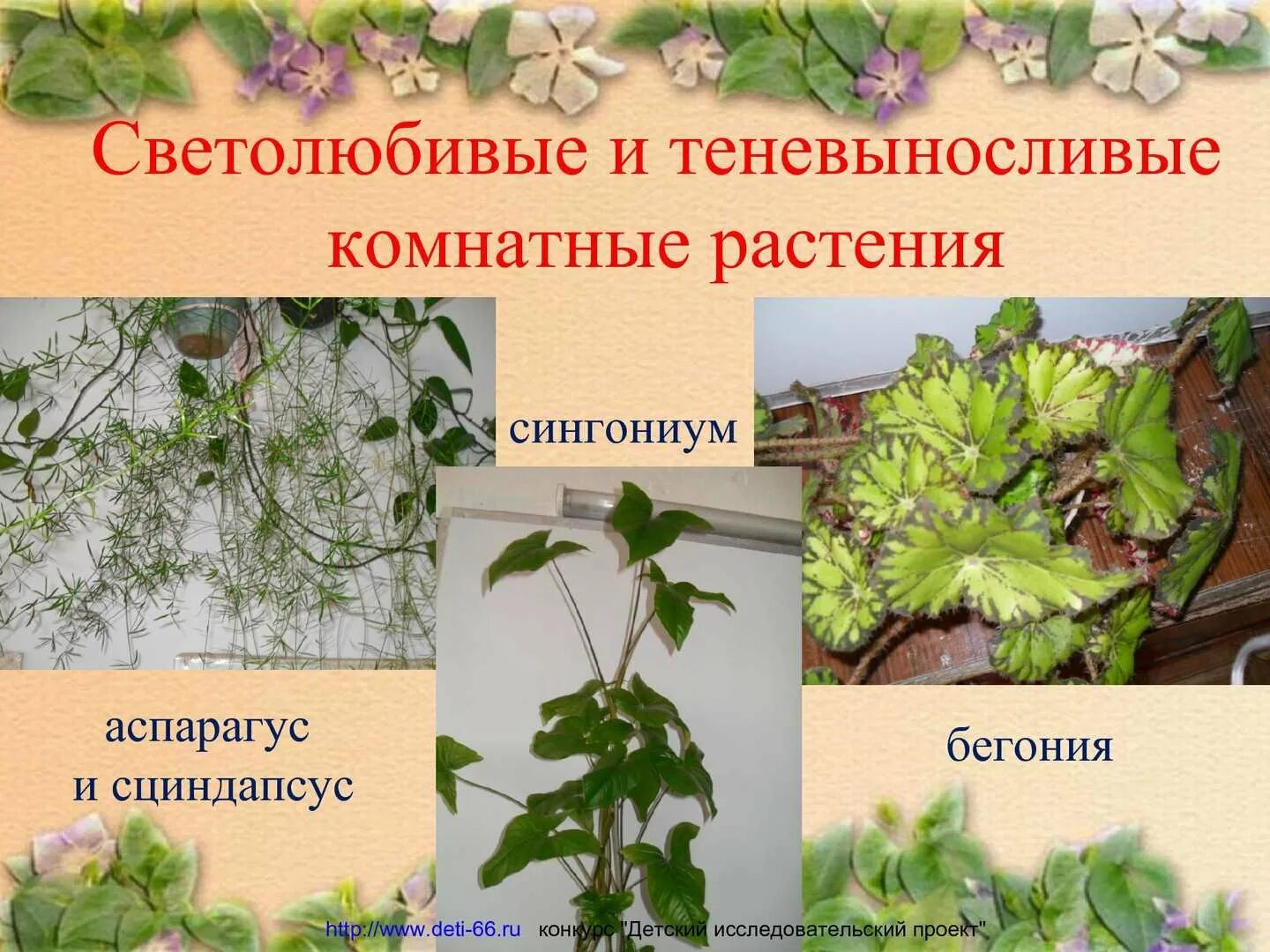 Комнатные растения тенелюбивые теневыносливые. Светолюбивые тенелюбивые теневыносливые растения. Светолюбивые тенелюбивые теневыносливые растения. Светолюбивые и теневыносливые комнатные растения. Светолюбивые растения и тенелюбивые растения.