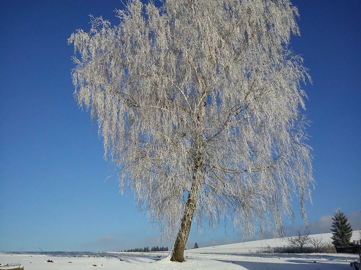 Березки лед. Зимнее дерево. Береза зимой. Иней на деревьях. Береза в снегу.