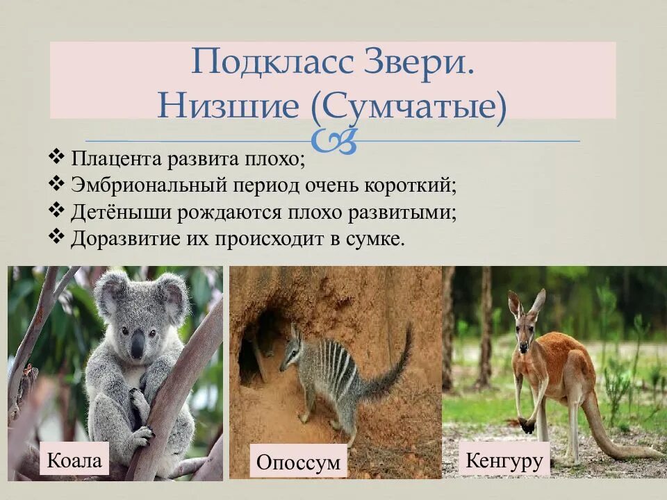 Высшие млекопитающие отличаются от сумчатых. Подкласс низшие звери. сумчатые животные представители. низшие сумчатые. сумчатые млекопитающие представители.