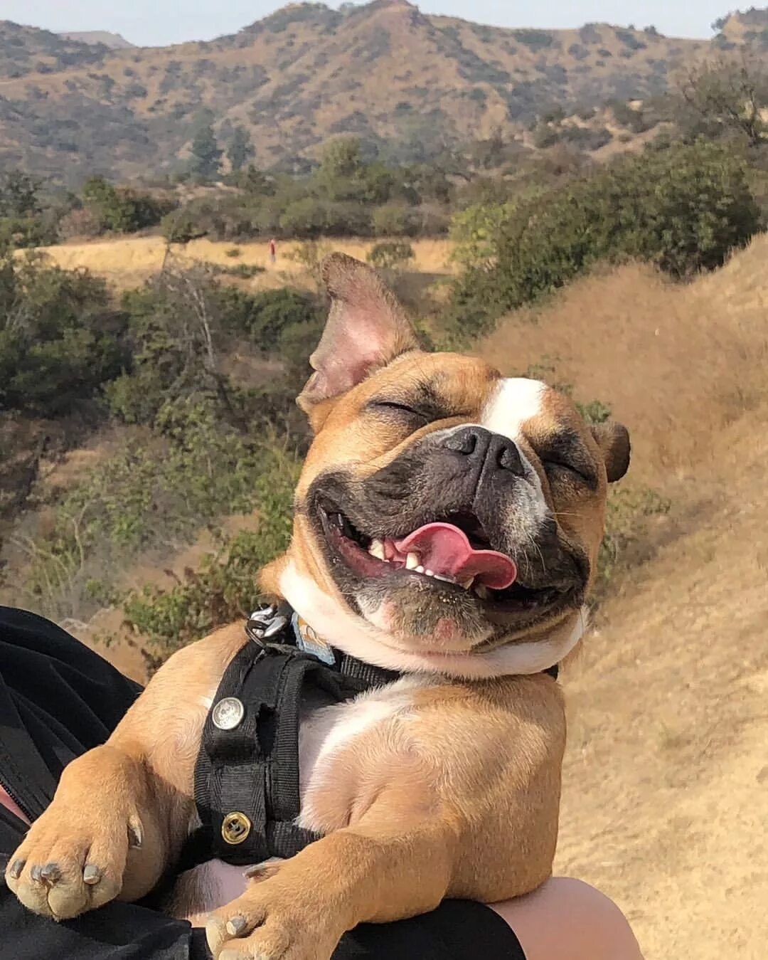 Смешные бульдоги фото. Смешной бульдог. смешные французские бульдоги. французский бульдог приколы. прикольные бульдожки французский.