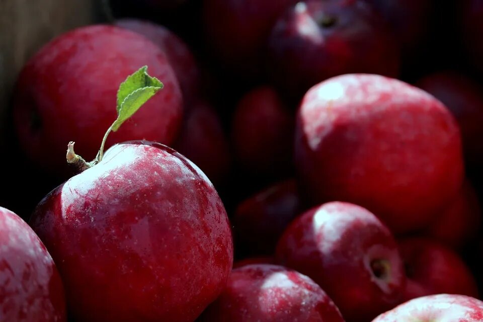 Видеть во красные яблоки. Яблоня малиновое Оберландское. Яблоки красные. Много красных яблок. Яблоко польское красное.