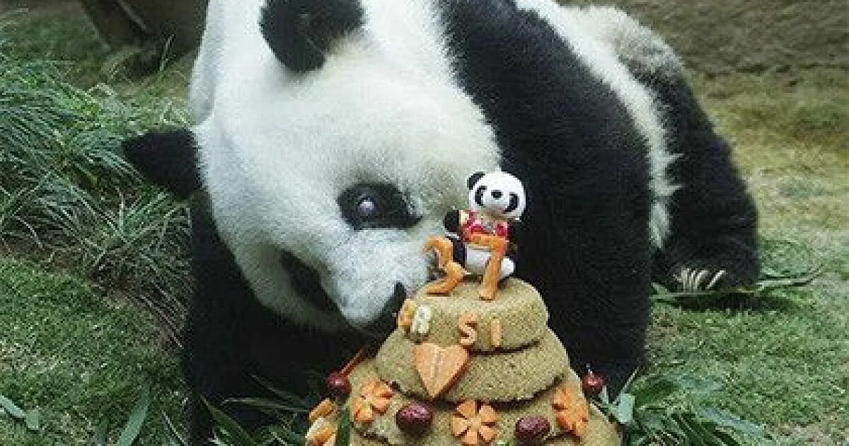 Панда долгожитель. Панда день города. Имена для пандочек. Китайская кличка для панды.