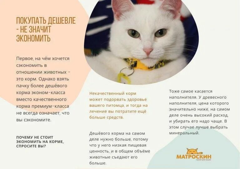 Содержание кота. Затраты на содержание кошки. сколько стоит содержать кота. стоимость содержания кошки в месяц дома. сколько стоит содержать кошку.
