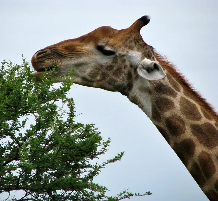 жирафы едят траву. The giraffe is eating. язык жирафа. яз 4 класс составить предложения из слов the eating from the is giraffe tree. жираф ест листья с деревьев.