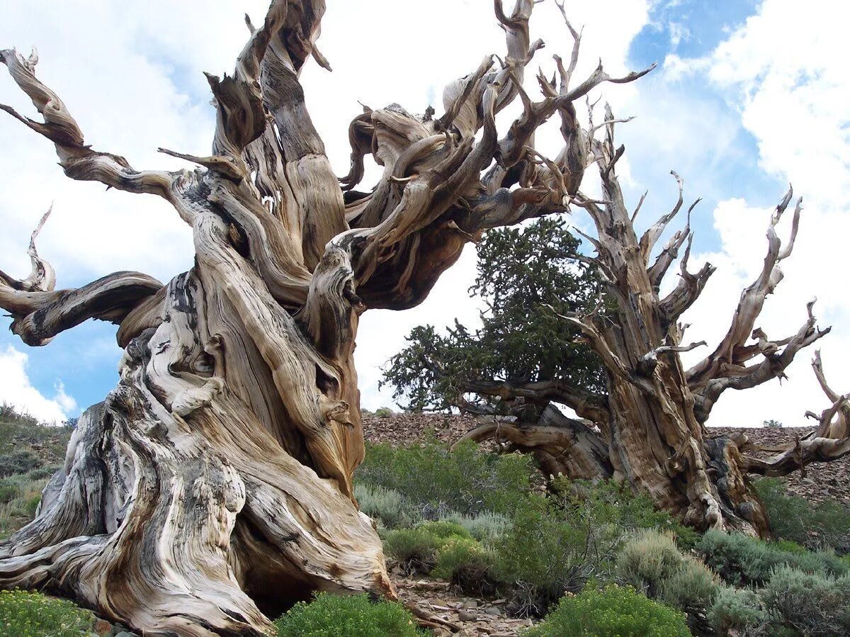 It is old tree. Сосна мафусаил. сосна остистая. межгорная сосна мафусаил. bristlecone pine trees.