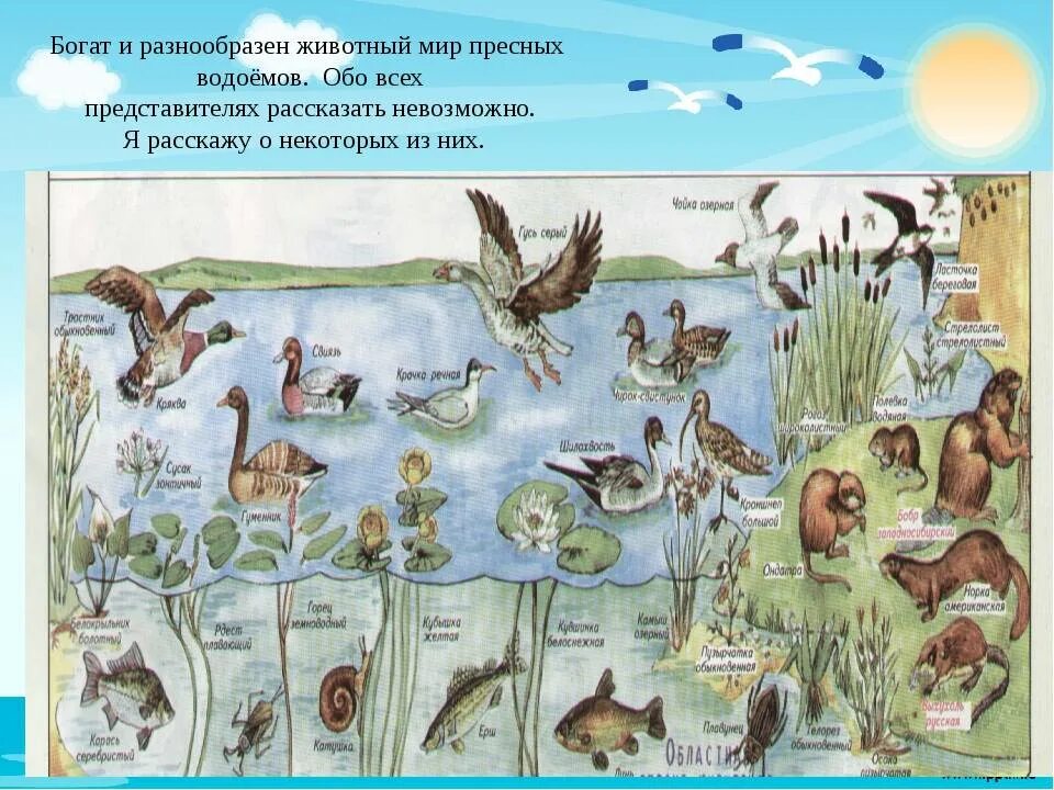 Сообщества животных названия. Обитатели водоемов. Животные пресных водоемов. Пресны аодоем обитатели. Животные водоёмов названия.