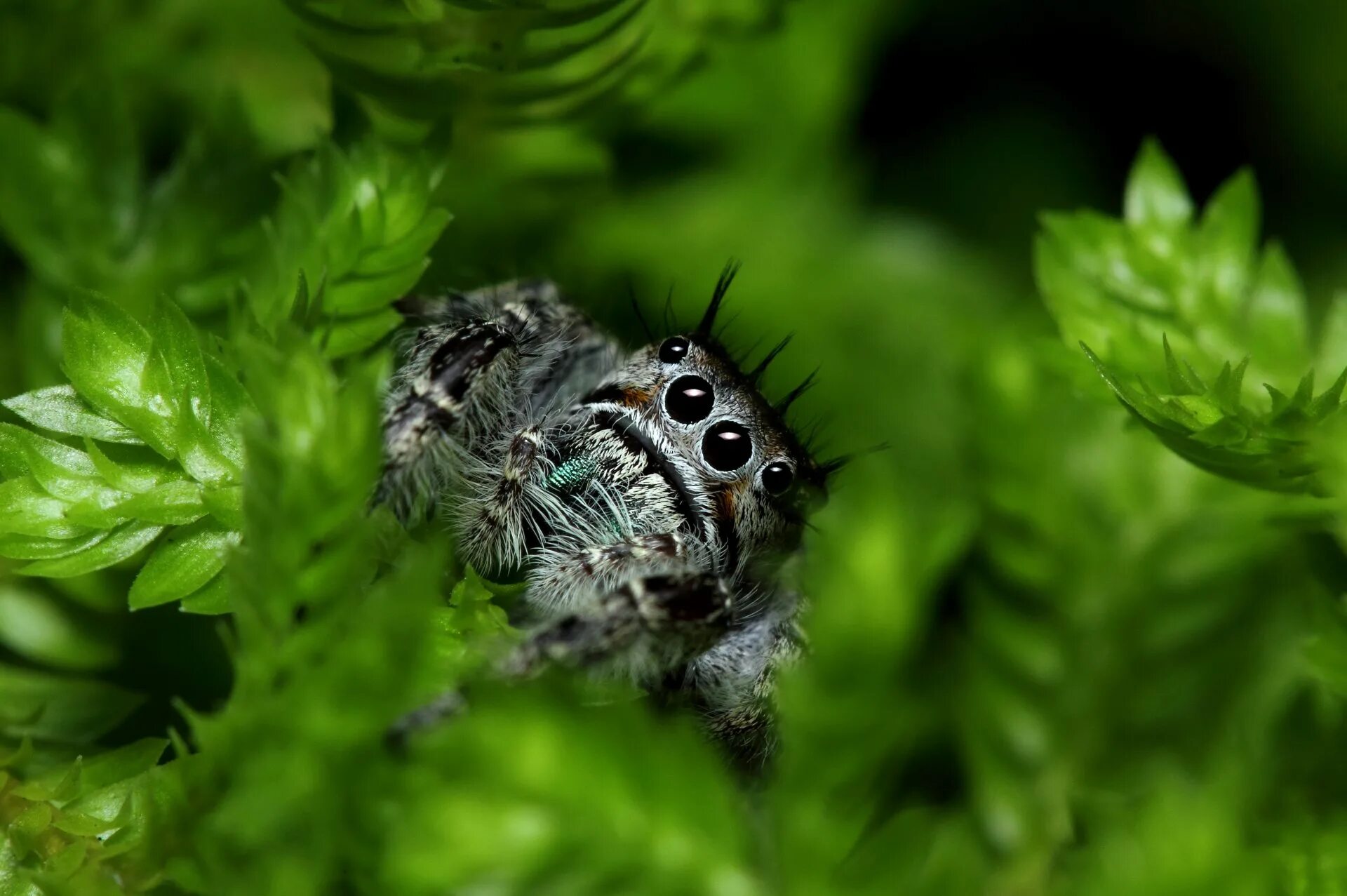 Tgm macro