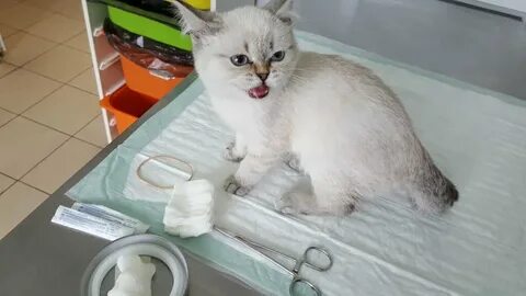 Ветклиника феникс