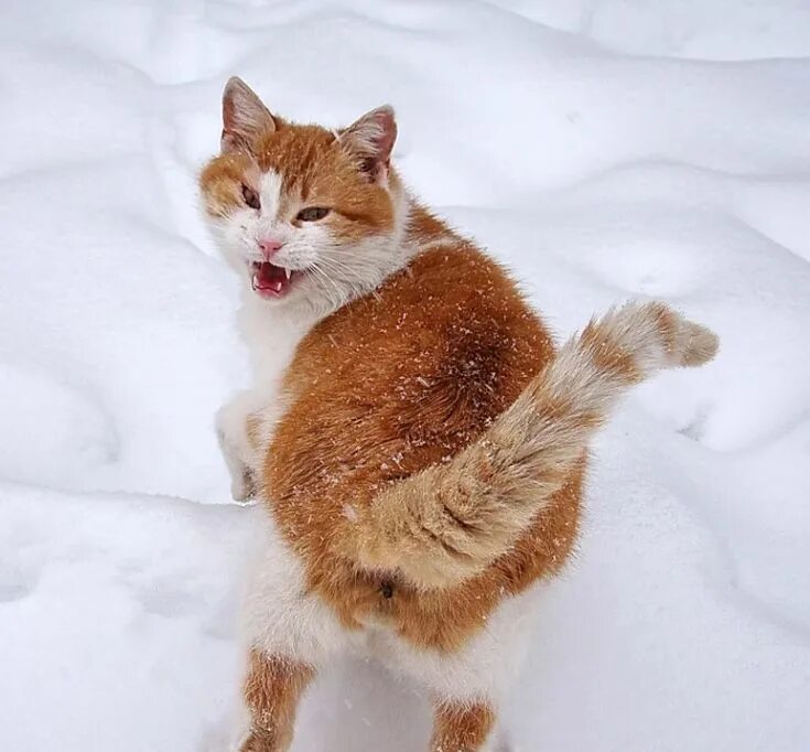 Милый рыжий кот. Минус кот. Рыжая пушистая кошка беспородная. Рыжий кот. Рыжий кот минус.