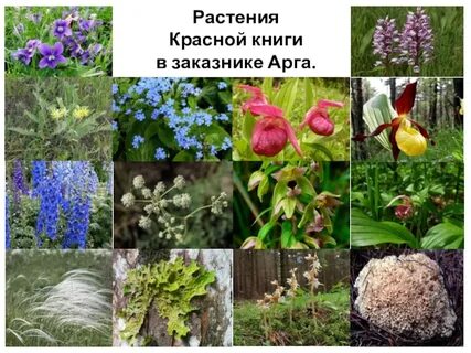 Животные и растения красноярского края